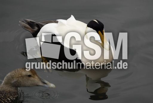 Eiderente (9 von 12).jpg